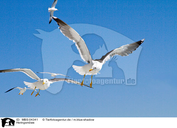 Heringsmwe / lesser black-backed gull / MBS-04341