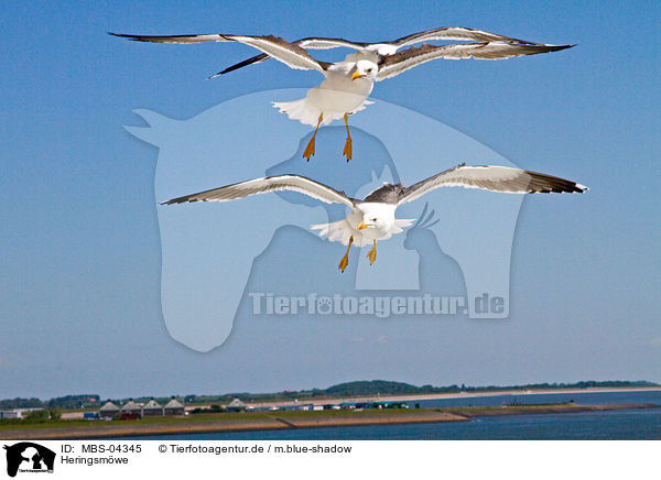 Heringsm�we / lesser black-backed gull / MBS-04345