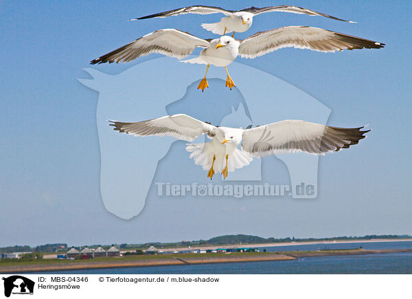 Heringsmwe / lesser black-backed gull / MBS-04346