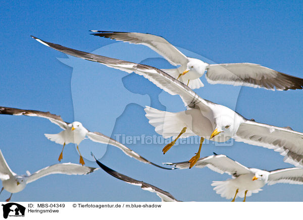 Heringsm�we / lesser black-backed gull / MBS-04349