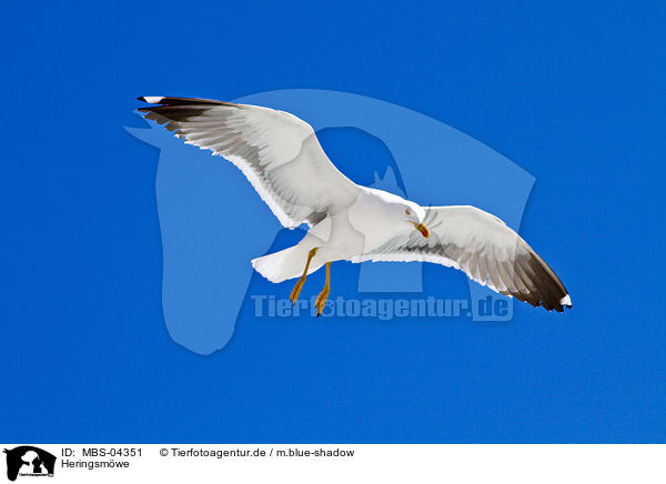 Heringsmwe / lesser black-backed gull / MBS-04351