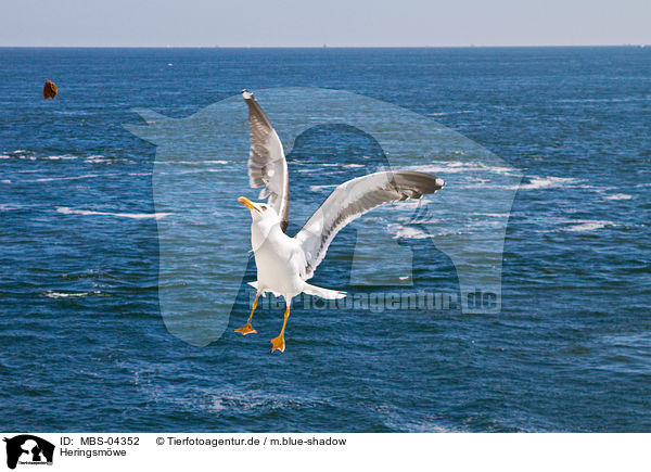 Heringsmwe / lesser black-backed gull / MBS-04352