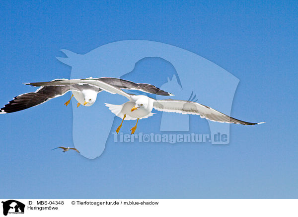 Heringsmwe / lesser black-backed gull / MBS-04348