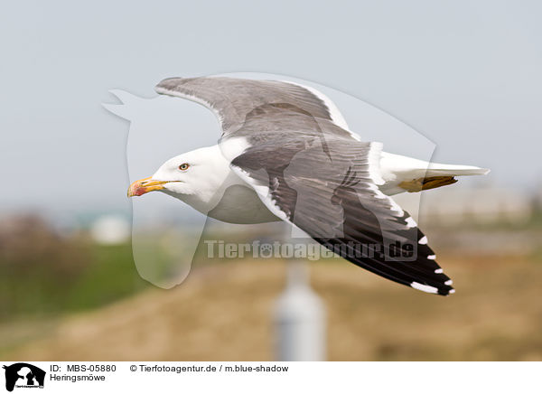 Heringsmwe / lesser black-backed gull / MBS-05880
