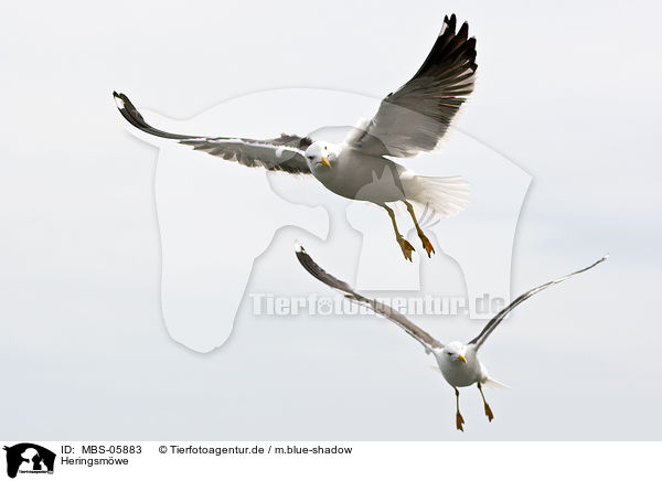 Heringsmwe / lesser black-backed gull / MBS-05883