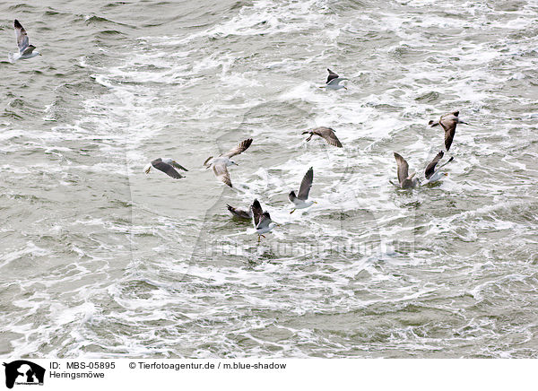 Heringsm�we / lesser black-backed gull / MBS-05895