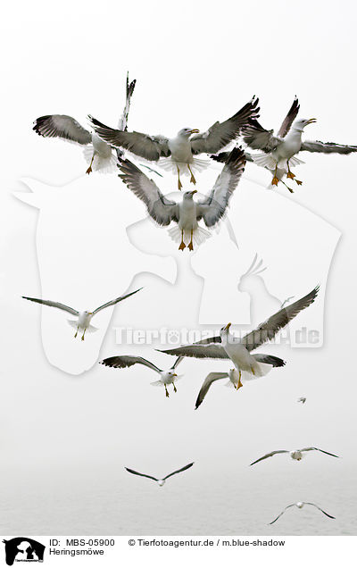 Heringsmwe / lesser black-backed gull / MBS-05900