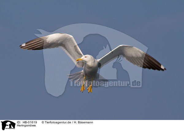 Heringsmwe / lesser black-backed gull / HB-01619