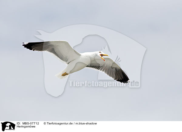 Heringsmwe / MBS-07712