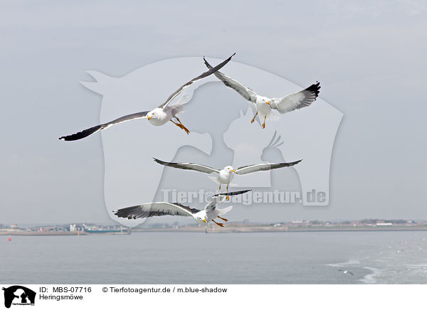Heringsmwe / MBS-07716