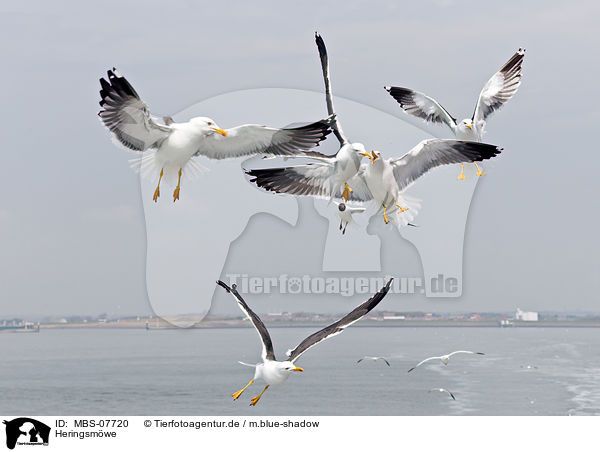 Heringsmwe / MBS-07720