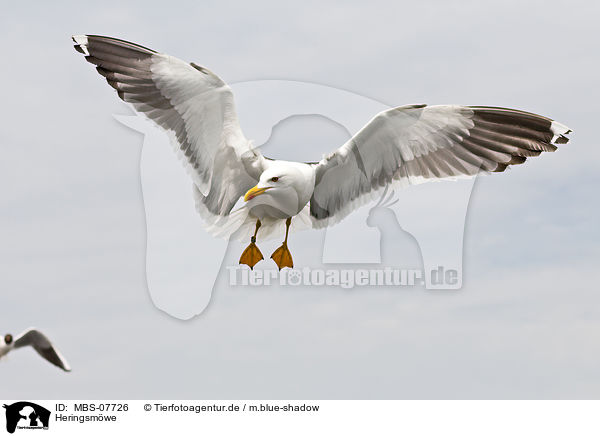 Heringsmwe / lesser black-backed gull / MBS-07726