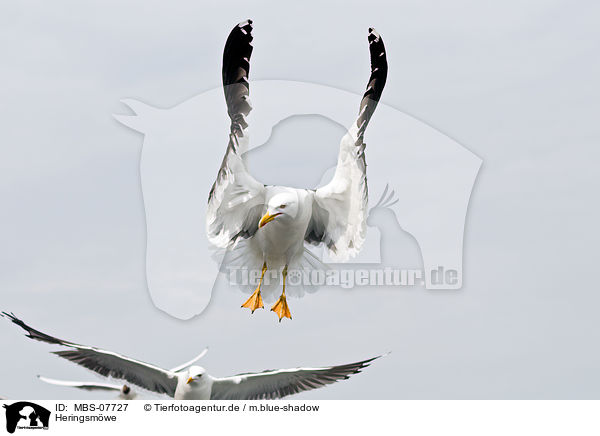 Heringsmwe / lesser black-backed gull / MBS-07727