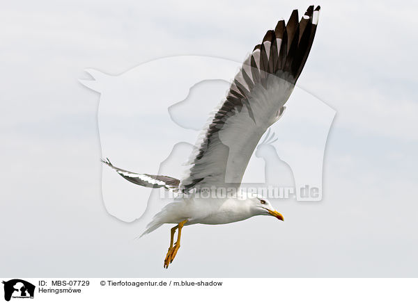Heringsmwe / MBS-07729