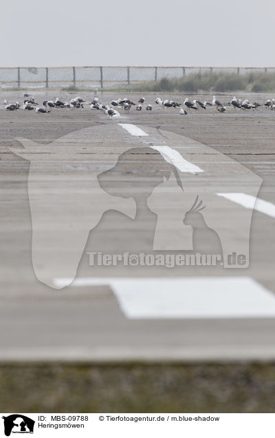 Heringsmwen / lesser black-backed gulls / MBS-09788