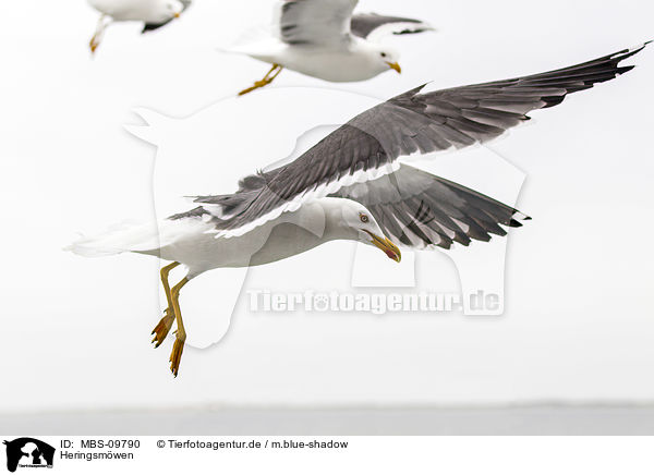 Heringsmwen / lesser black-backed gulls / MBS-09790