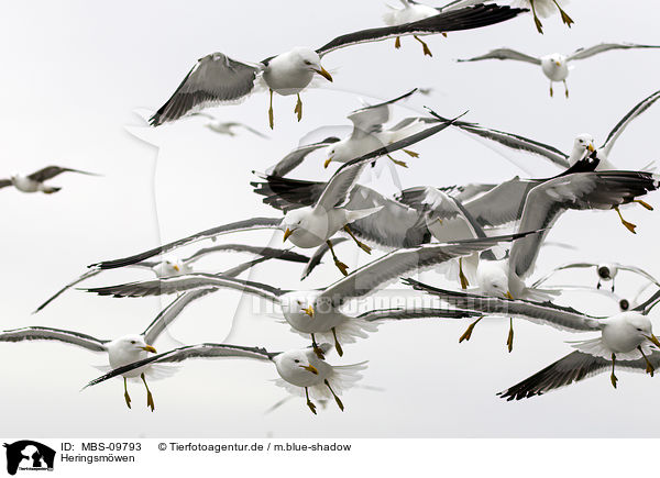 Heringsmwen / MBS-09793