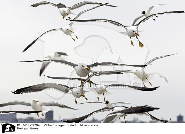 Heringsmwen / lesser black-backed gulls / MBS-09794