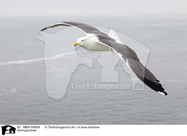 Heringsmwe / lesser black-backed gull / MBS-09806