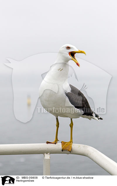 Heringsmwe / lesser black-backed gull / MBS-09808