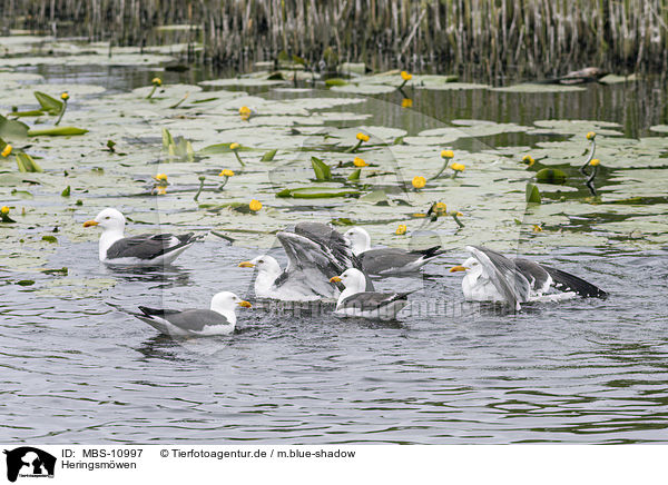Heringsmwen / MBS-10997
