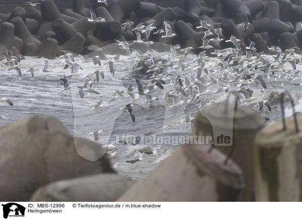 Heringsm�wen / lesser black-backed gulls / MBS-12996