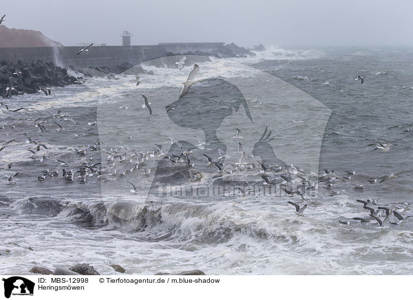 Heringsm�wen / lesser black-backed gulls / MBS-12998