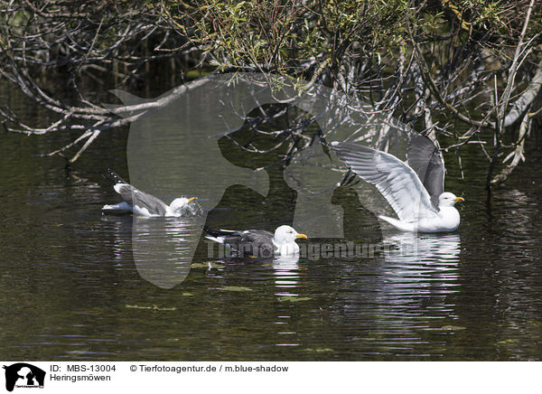 Heringsmwen / lesser black-backed gulls / MBS-13004