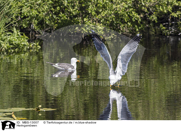 Heringsmwen / MBS-13007