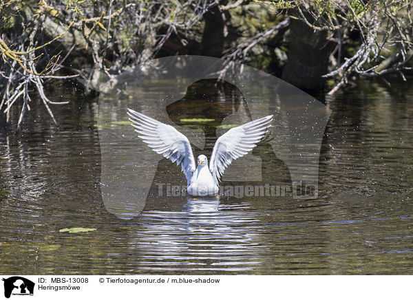 Heringsmwe / MBS-13008