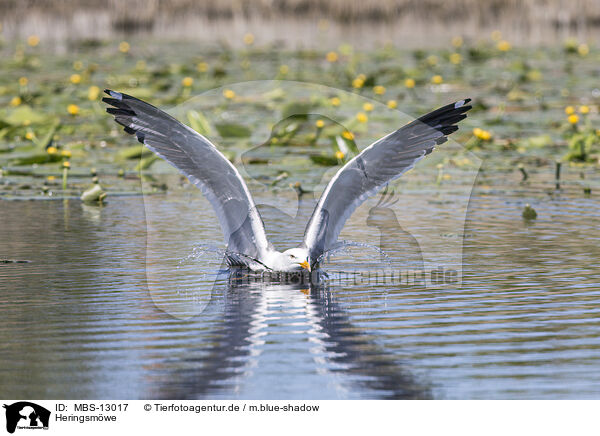 Heringsmwe / lesser black-backed gull / MBS-13017