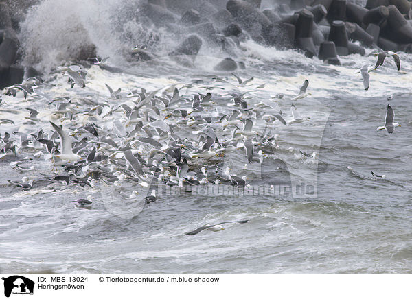 Heringsm�wen / lesser black-backed gulls / MBS-13024