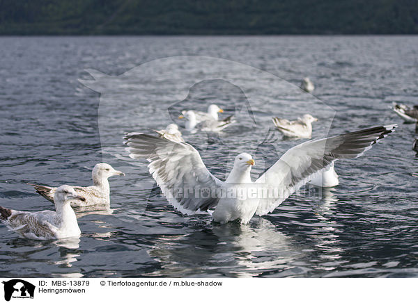 Heringsmwen / lesser black-backed gulls / MBS-13879