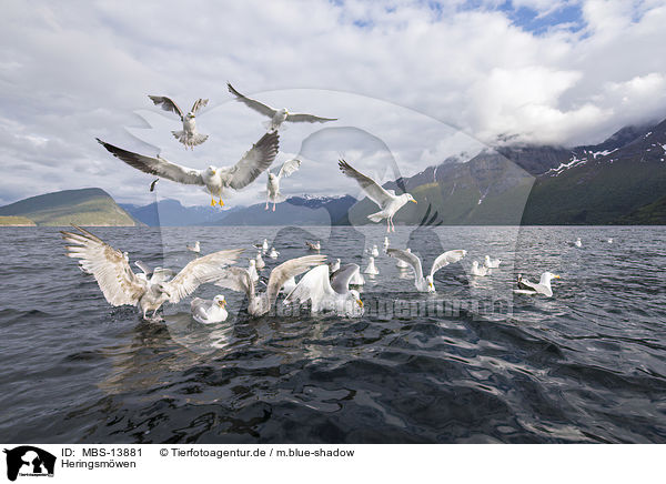 Heringsm�wen / lesser black-backed gulls / MBS-13881