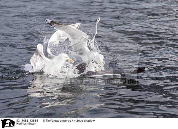 Heringsm�wen / lesser black-backed gulls / MBS-13884