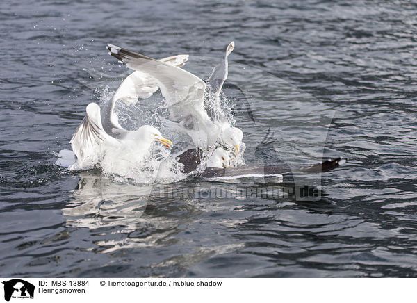 Heringsmwen / lesser black-backed gulls / MBS-13884