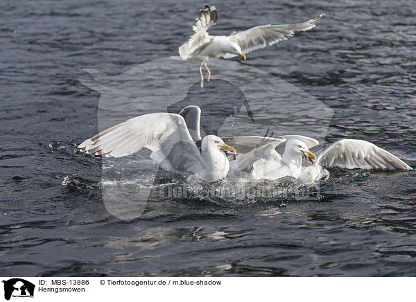Heringsmwen / lesser black-backed gulls / MBS-13886