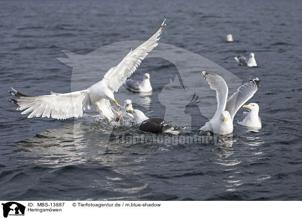 Heringsm�wen / lesser black-backed gulls / MBS-13887