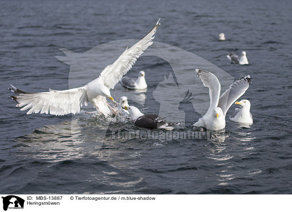 Heringsmwen / lesser black-backed gulls / MBS-13887
