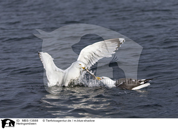 Heringsmwen / lesser black-backed gulls / MBS-13888