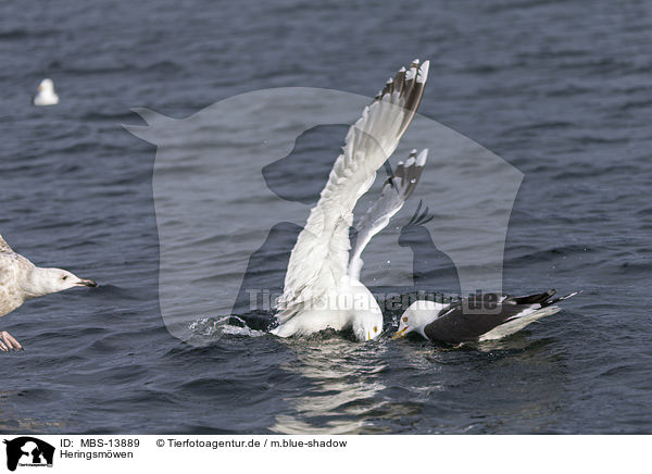 Heringsm�wen / lesser black-backed gulls / MBS-13889