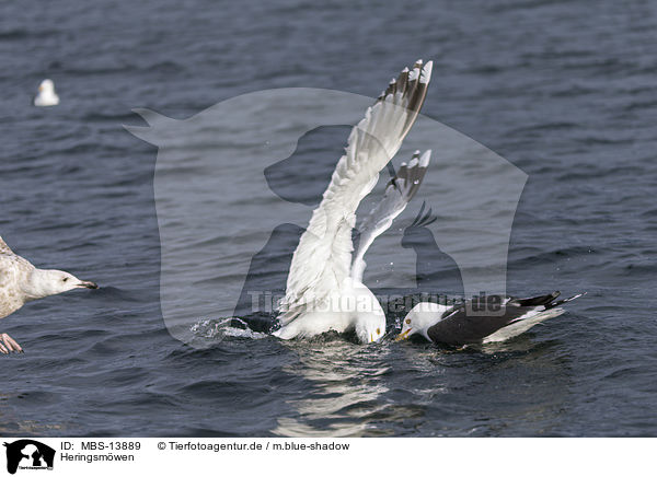Heringsmwen / lesser black-backed gulls / MBS-13889