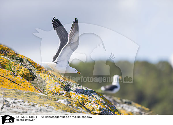 Heringsmwen / lesser black-backed gulls / MBS-13891