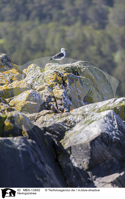 Heringsm�we / lesser black-backed gull / MBS-13892