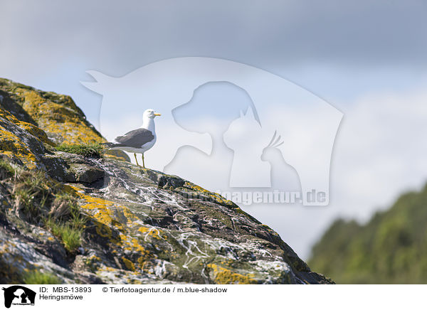 Heringsm�we / lesser black-backed gull / MBS-13893
