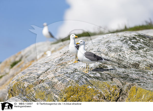 Heringsmwen / lesser black-backed gulls / MBS-13897