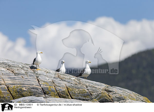 Heringsmwen / lesser black-backed gulls / MBS-13901