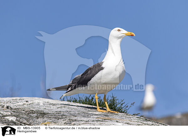 Heringsm�we / lesser black-backed gull / MBS-13905