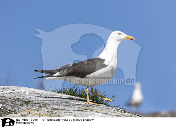 Heringsmwe / lesser black-backed gull / MBS-13906