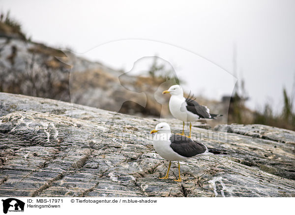 Heringsmwen / lesser black-backed gulls / MBS-17971